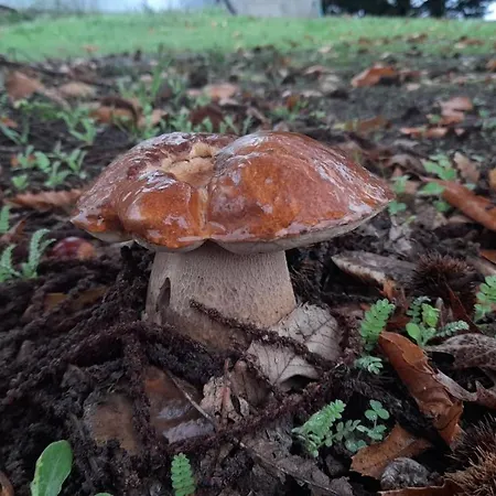 Фермерский дом Quinta Do Outono