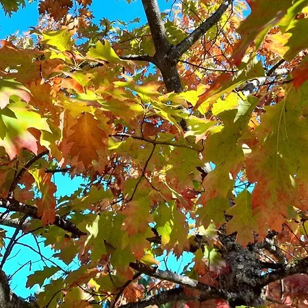 Quinta Do Outono Κατάλυμα σε φάρμα