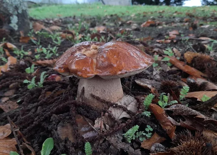 Bauernhof Quinta Do Outono