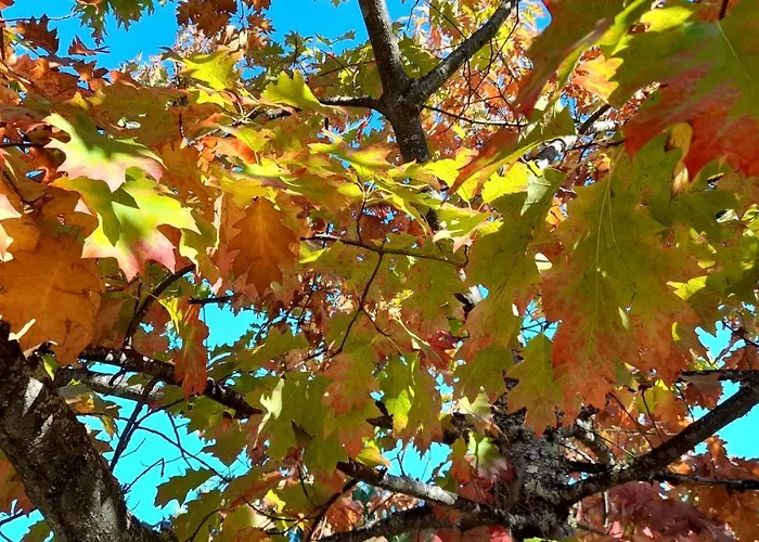 Quinta Do Outono Bauernhof